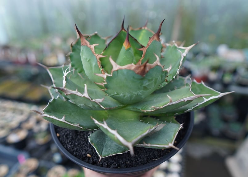 アガベ チタノタ FO-76 agave titanota FO-76 No.1 | man