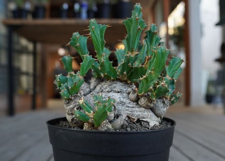 ユーフォルビア　クラビゲラ　Euphorbia clavigera