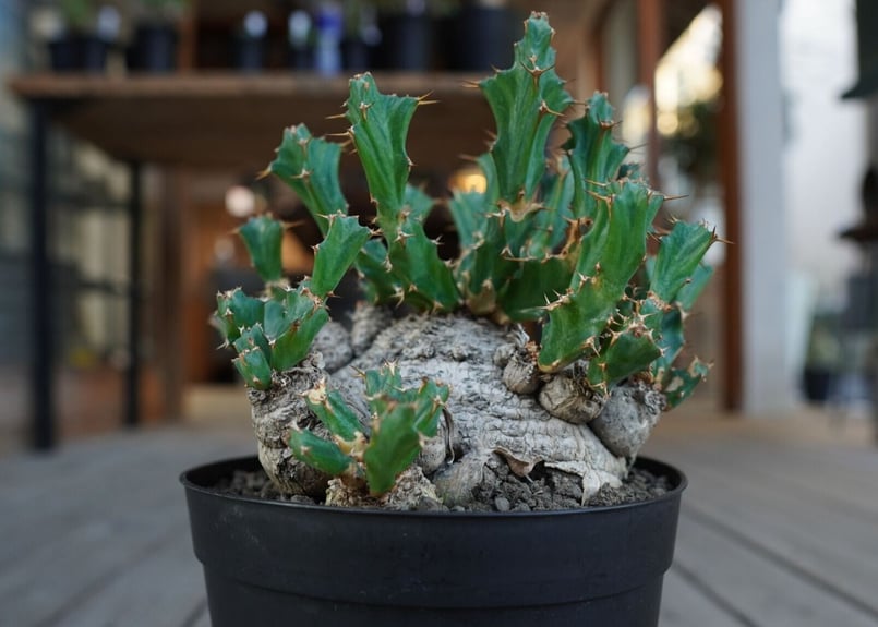 Euphorbia clavigera - ユーフォルビア クラビゲラ ユーフォルビア クラビゲラ Euphorbia clavigera | mana's farm
