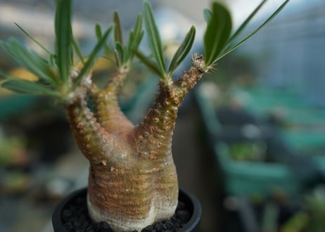 パキポディウム　グラキリス　 Pachypodium Gracilius  No.5