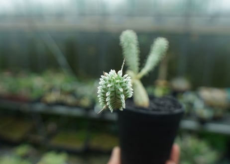 ユーフォルビア　ミルクトロン　Euphorbia mammillaris cv. variegat