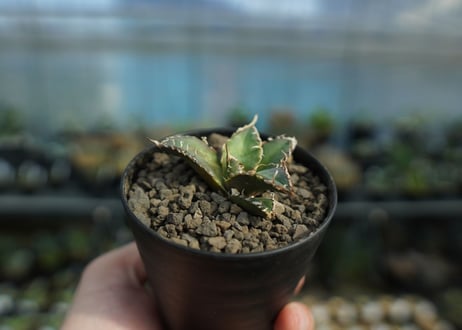 アガベ オテロイ オアハカ agave oteroi oaxaca