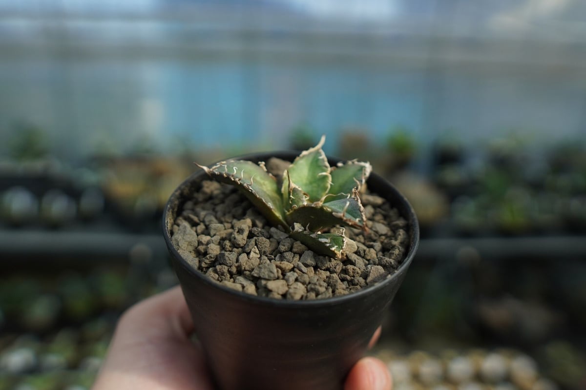 アガベ　オアハカオテロイ　oaxaca oteroi wild 現地球 アガベ オアハカオテロイ oaxaca oteroi wild 現地球