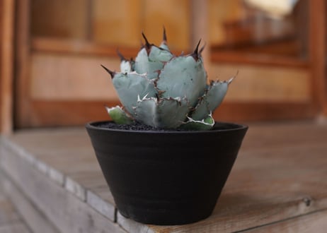 Agave titanota 'black and blue'　No.1
