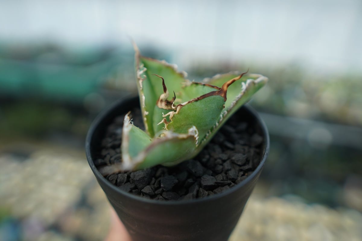アガベ チタノタ 白鯨 Agave titanota White whale No.4 | m