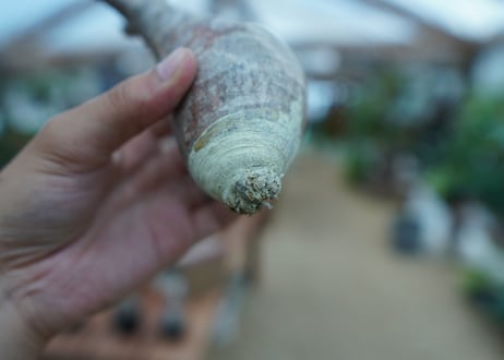 【抜き苗】パキポディウム　グラキリス　 Pachypodium Gracilius  No.7