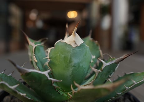 アガベ　チタノタ　Agave titanota