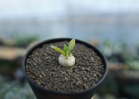 パキポディウム　恵比寿笑い　Pachypodium brevicaule　No.1