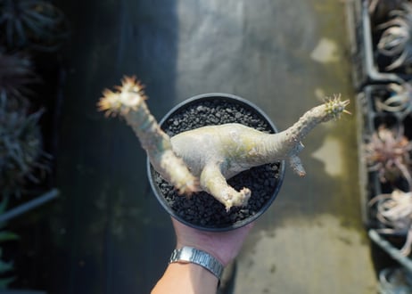 パキポディウム マカイエンセ　Pachypodium makayense　No.5