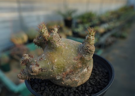 パキポディウム　マカイエンセ　Pachypodium makayense  No.6