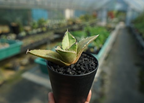 アガベ　チタノタ　FO-76　Agave titanota  FO-76　No.4
