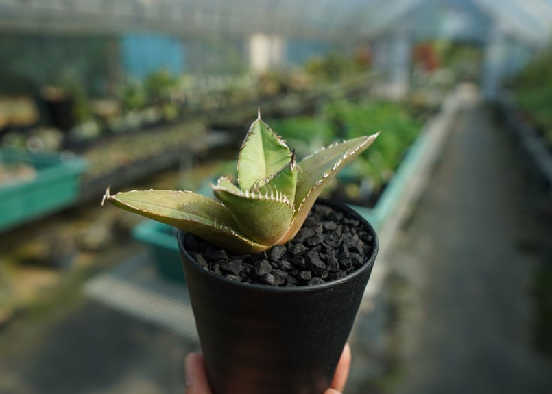 アガベ チタノタ FO-76 Agave titanota FO-76 No.4 | man
