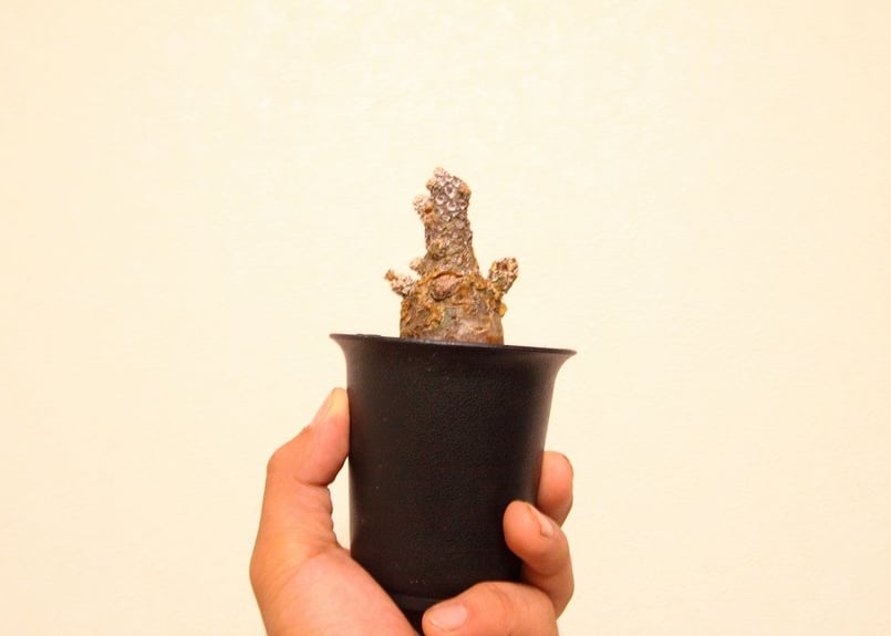 チレコドン ペアルソニー Tylecodon pearsonii | mana's farm: