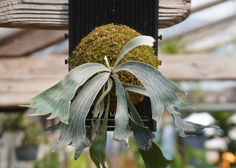 ビカクシダ  P. willinckii 'Robin' (TC)