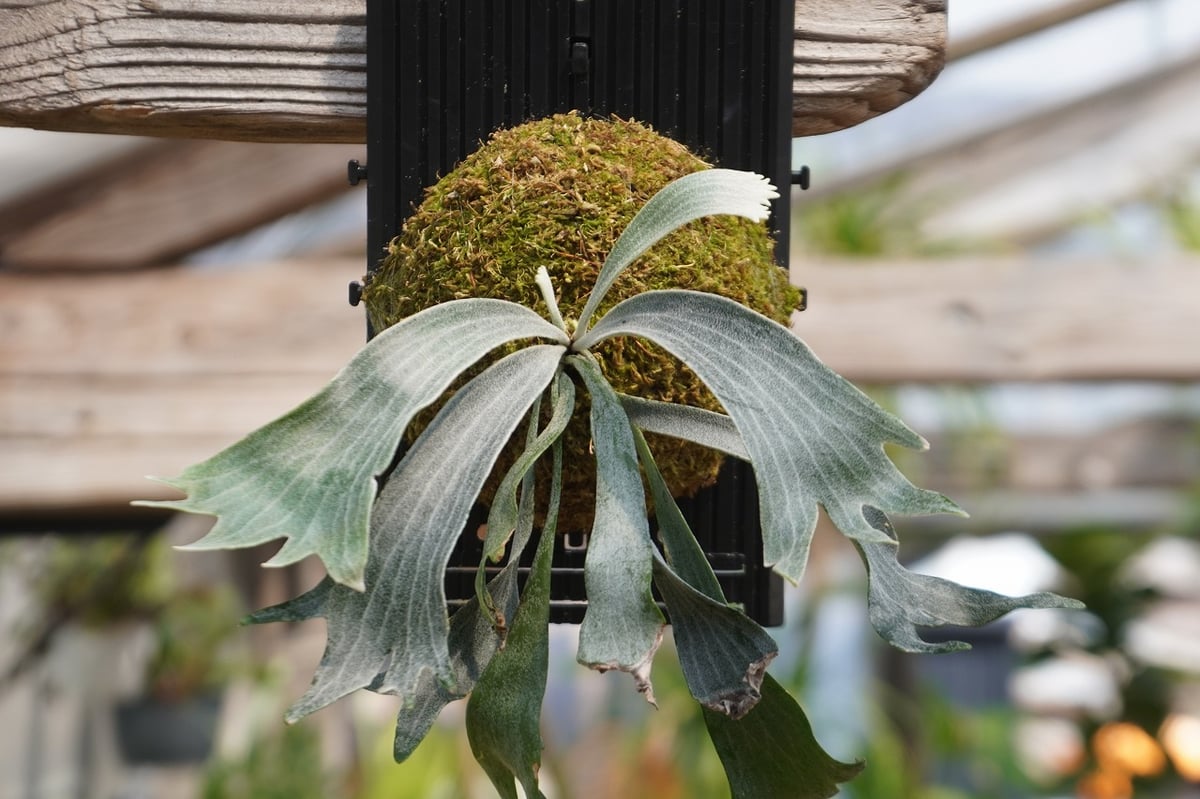 ビカクシダ P. willinckii 'Robin' (TC) | mana's farm