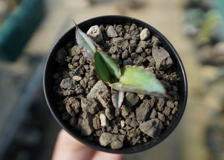 アガベ　チタノタ　 ブラックアンドブルー 　Agave titanota black and blue No.4