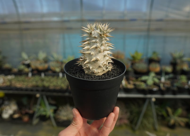 パキポディウム 恵比寿大黒 Pachypodium Densicaule | mana's f