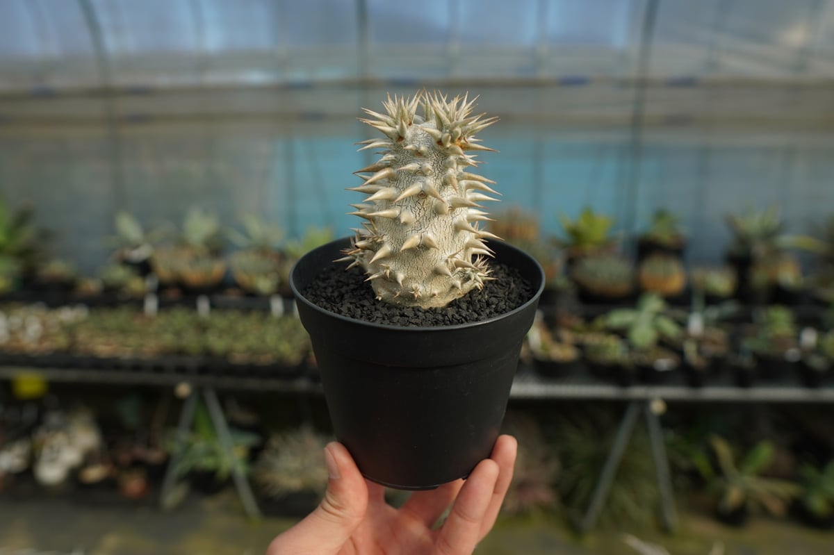 パキポディウム・恵比寿大黒 （Pachypodium brevicaule × densiflorum ） パキポディウム 恵比寿大黒 Pachypodium Densicaule | mana's f