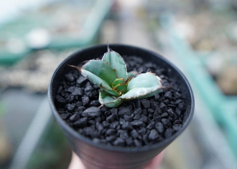 アガベ　チタノタ　 ブラックアンドブルー 　Agave titanota black and blue　No.8