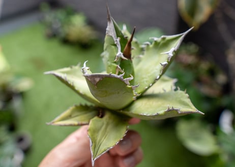 Agave Sowing seeds A NO.6
