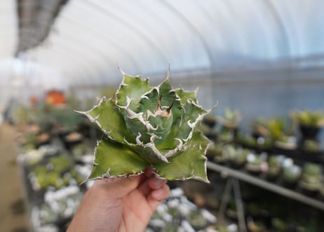 agave titanota ソーラーエクリプス　solareclipse　No.2