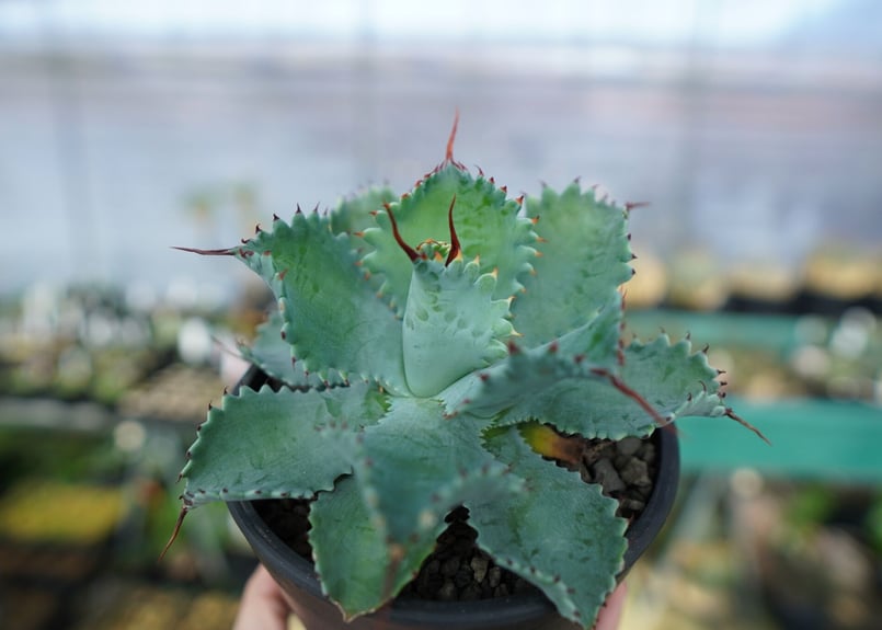 アガベ ポタトラム ”スポーン” agave potatorum 