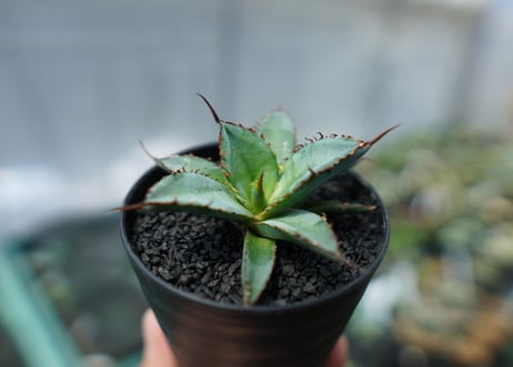 アガベ　チタノタ　 ブラックアンドブルー 　Agave titanota black and blue　No.2