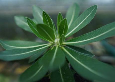 パキポディウム　恵比寿大黒　Pachypodium Densicaule　No.7