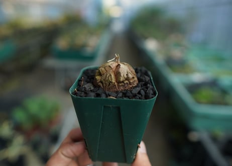 亀甲竜　Dioscorea elephantipes　No.5