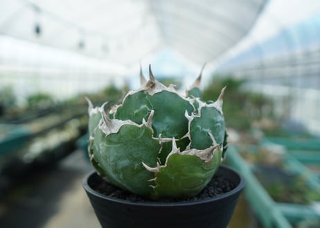 アガベ　チタノタ　白鯨　Agave titanota White whale