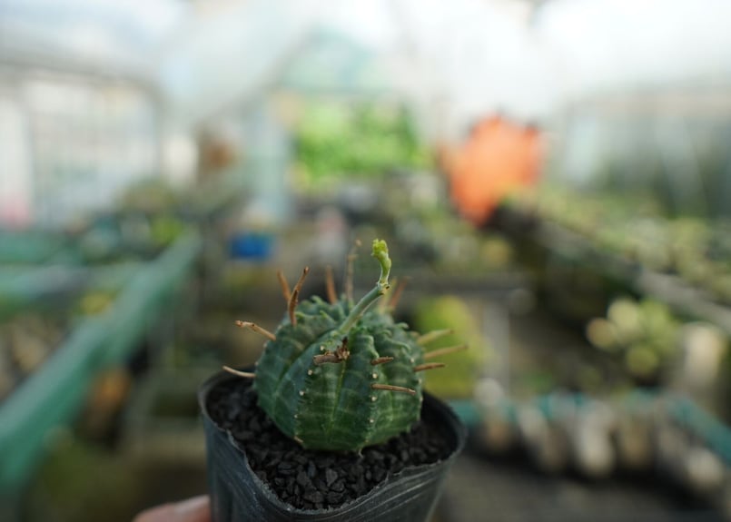 ユーフォルビア スーパーバリダ Euphorbia super valida No.4 |