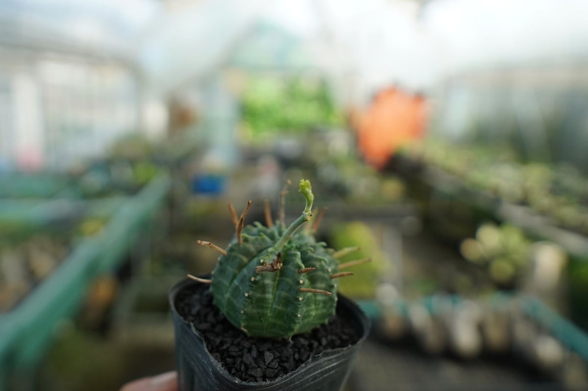 TK.ジャスさま専用　スーパーバリダ ユーフォルビア スーパーバリダ Euphorbia super valida No.4 |