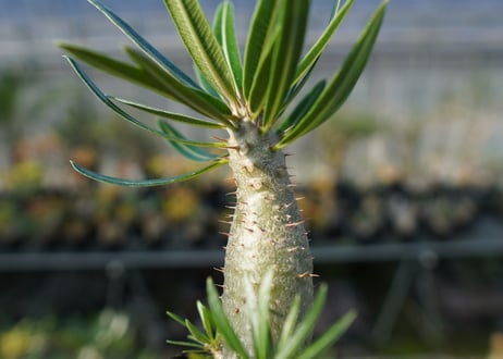 パキポディウム　カクチぺス　Pachypodium cactipes