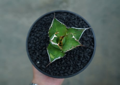 アガベ　チタノタ 　Agave titanota　No.8