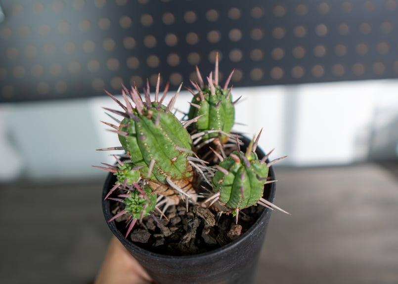 ユーフォルビア フェロックス | mana's farm:塊根植物・アガベ