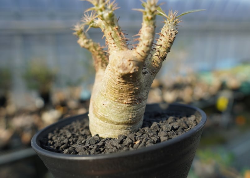 パキポディウム マカイエンセ Pachypodium makayense No.7 | man