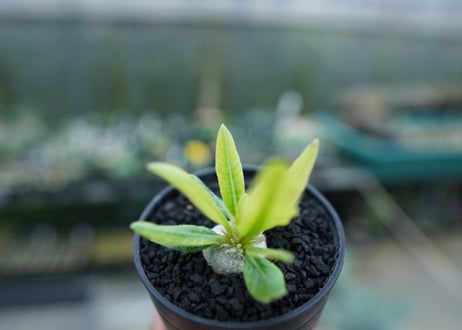 パキポディウム　恵比寿笑い　Pachypodium brevicaule　No.2