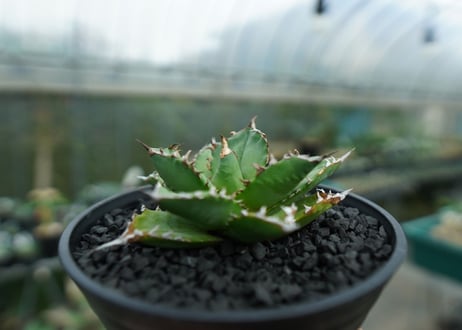 アガベ　チタノタ 　Agave titanota　No.6