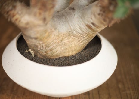 パキポディウム　デンシフローラム　Pachypodium densiflorum