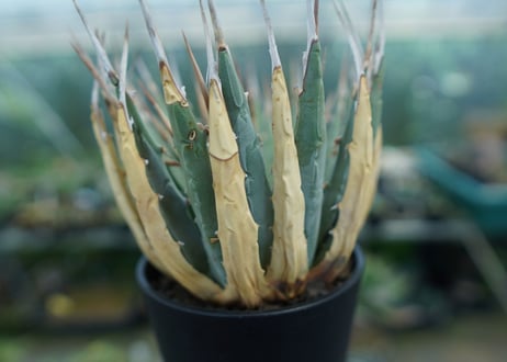 アガベ　ユタエンシス　Agave uthaensis　No.9