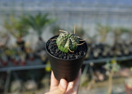ユーフォルビア　スーパーバリダ　Euphorbia super valida  No.1