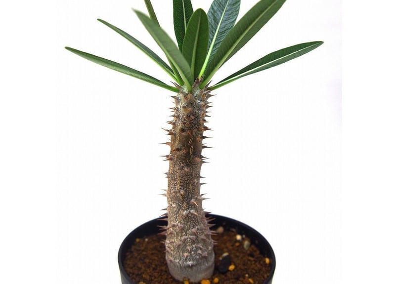 今日だけセール　タッキー　大株　実生　パキポディウム パキポディウム タッキー Pachypodium 'Tackyi' 20200814 | SPG