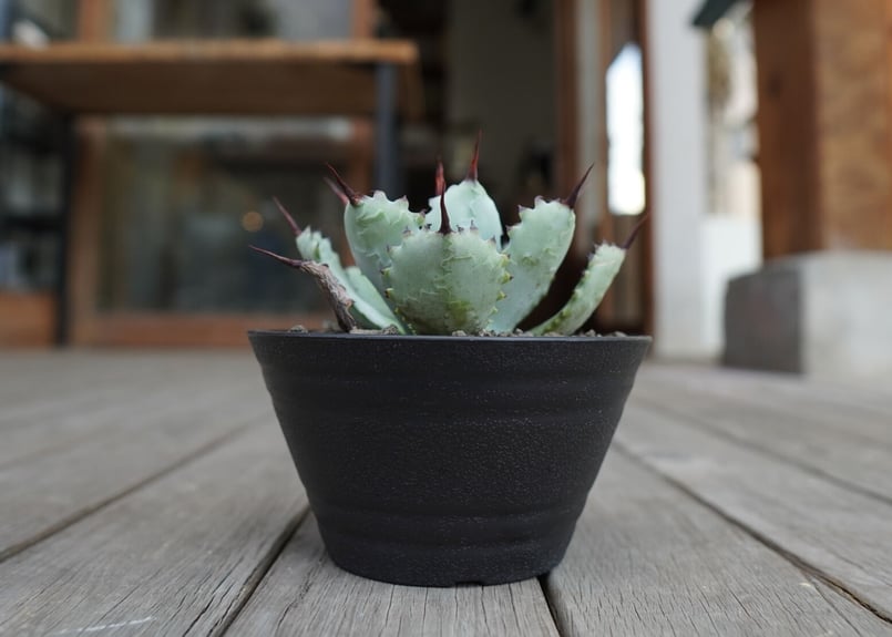 アガベ マクロアカンサ×ポタトラム Agave macroacantha×potatorum