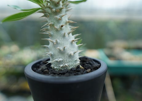 パキポディウム　ホロンベンセ　Pachypodium horombense