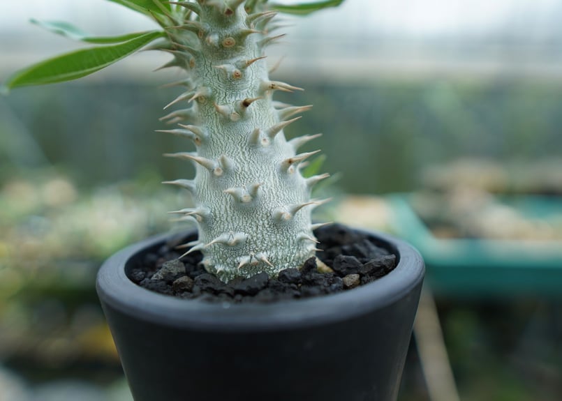 パキポディウム ホロンベンセ Pachypodium horombense | mana's ...