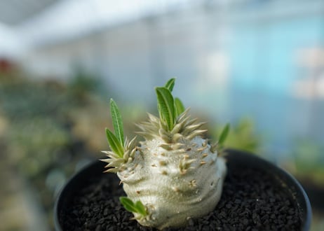 パキポディウム　恵比寿大黒　Pachypodium Densicaule　No.10