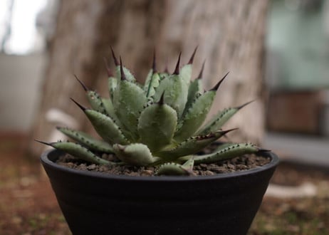 アガベ　マクロアカンサ×ポタトラム　 Agave macroacantha×potatoruｍ　NO.5