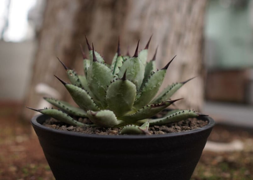 アガベ マクロアカンサ×ポタトラム Agave macroacantha