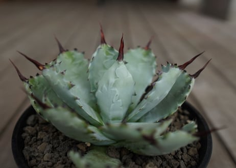 アガベ　マクロアカンサ×ポタトラム　 Agave macroacantha×potatorum
