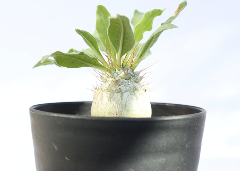 パキポディウム ナマクアナム 光堂 no.1 | mana's farm:塊根植物